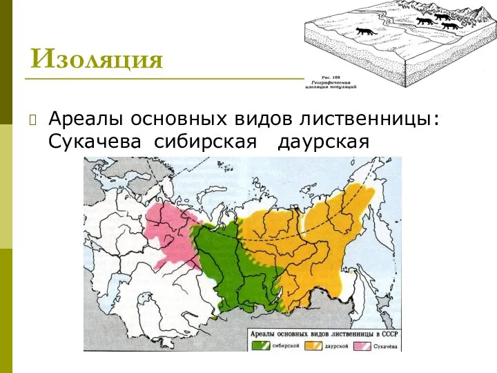 Изоляция Ареалы основных видов лиственницы: Сукачева сибирская даурская