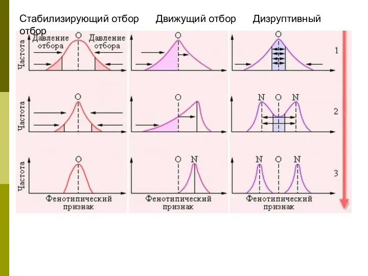 Стабилизирующий отбор Движущий отбор Дизруптивный отбор