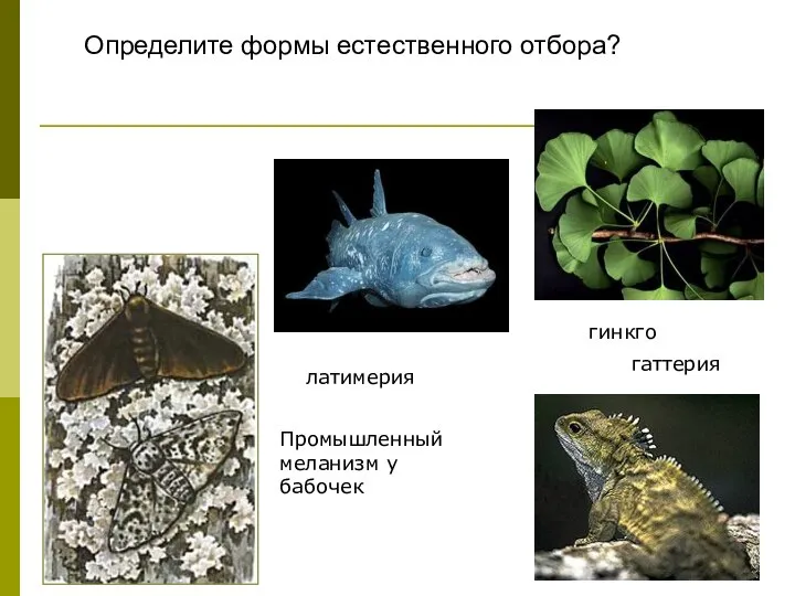 Промышленный меланизм у бабочек гинкго гаттерия латимерия Определите формы естественного отбора?