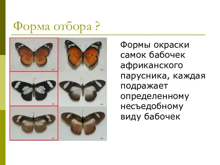 Формы окраски самок бабочек африканского парусника, каждая подражает определенному несъедобному виду бабочек Форма отбора ?
