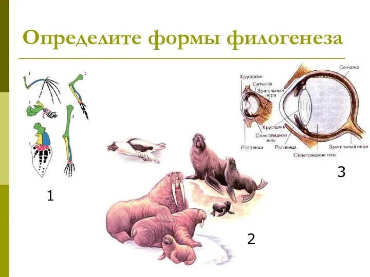 Определите формы филогенеза 1 2 3