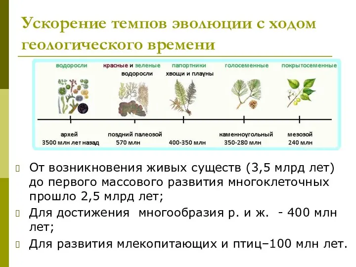 Ускорение темпов эволюции с ходом геологического времени От возникновения живых существ (3,5