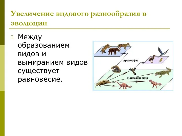 Увеличение видового разнообразия в эволюции Между образованием видов и вымиранием видов существует равновесие.