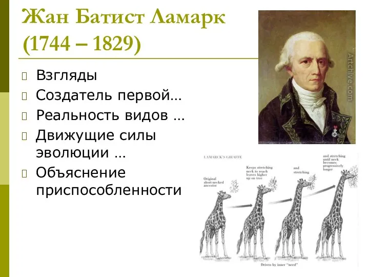 Жан Батист Ламарк (1744 – 1829) Взгляды Создатель первой… Реальность видов …