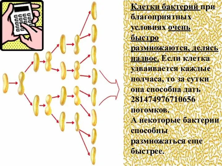 Клетки бактерий при благоприятных условиях очень быстро размножаются, делясь надвое. Если клетка