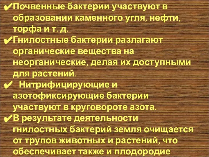 Значение бактерий в природе Почвенные бактерии участвуют в образовании каменного угля, нефти,