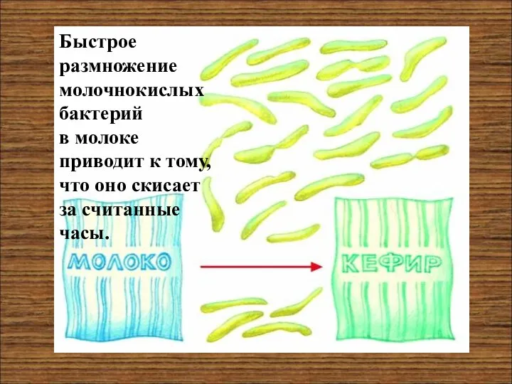 Быстрое размножение молочнокислых бактерий в молоке приводит к тому, что оно скисает за считанные часы.