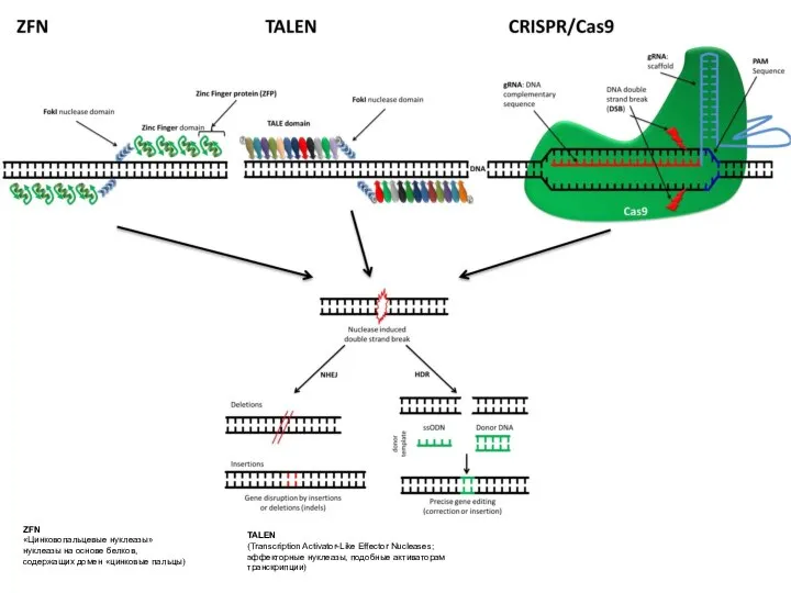 TALEN (Transcription Activator-Like Effector Nucleases; эффекторные нуклеазы, подобные активаторам транскрипции) ZFN «Цинковопальцевые