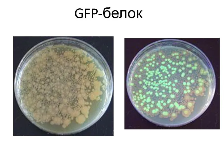 GFP-белок