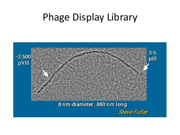 Phage Display Library