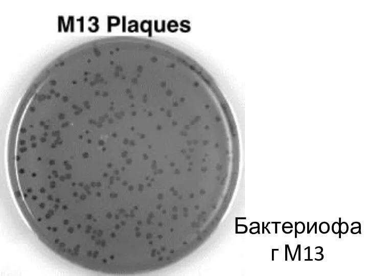 Бактериофаг М13