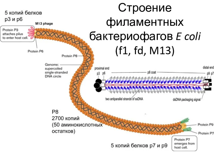 Строение филаментных бактериофагов E coli (f1, fd, M13)