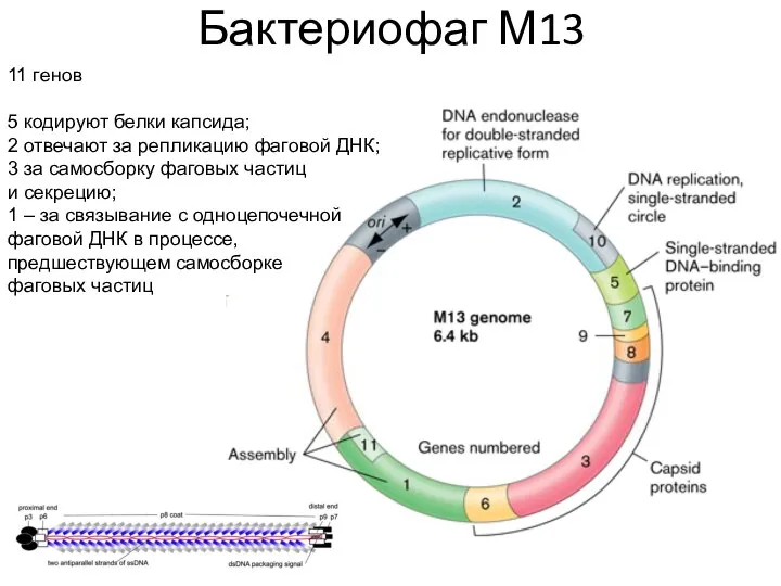 Бактериофаг М13 11 генов 5 кодируют белки капсида; 2 отвечают за репликацию