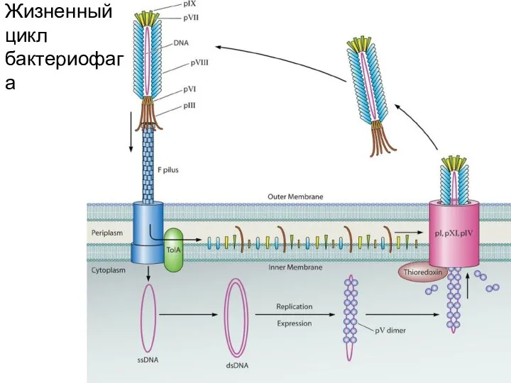 Жизненный цикл бактериофага