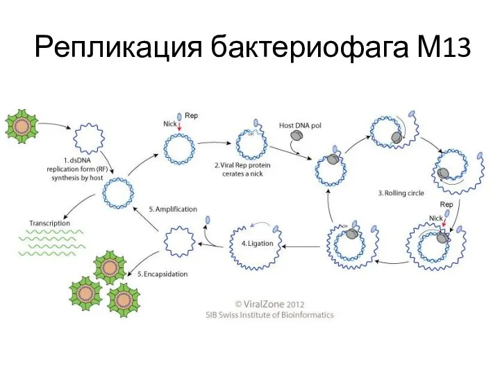 Репликация бактериофага М13