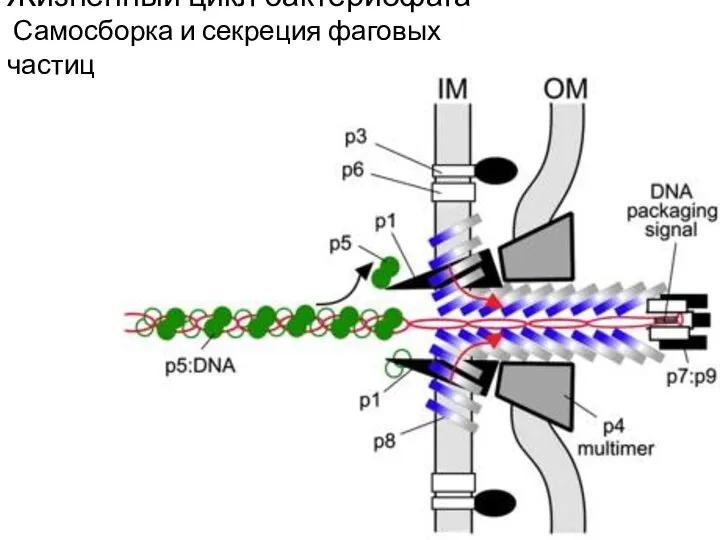 Жизненный цикл бактериофага Самосборка и секреция фаговых частиц