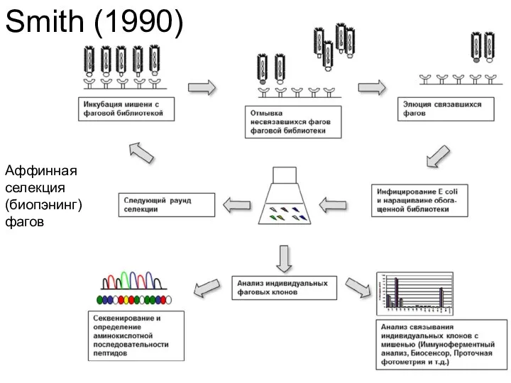 Smith (1990) Аффинная селекция (биопэнинг) фагов