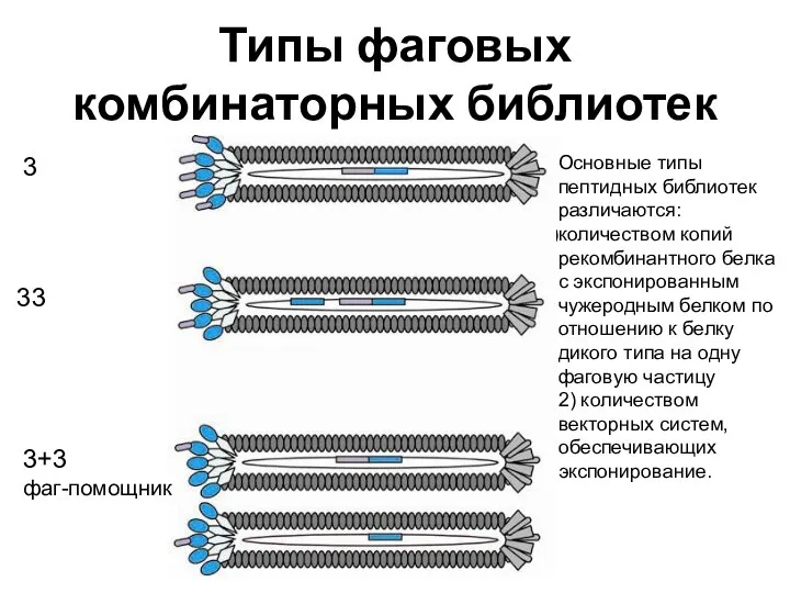 Типы фаговых комбинаторных библиотек Основные типы пептидных библиотек различаются: количеством копий рекомбинантного