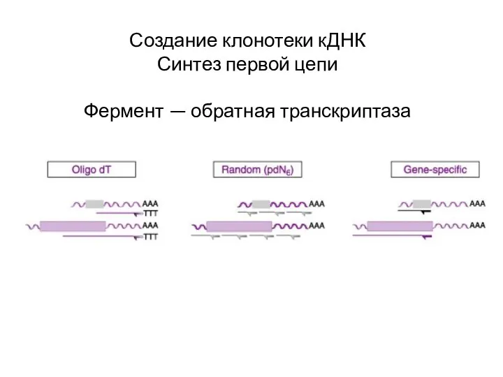 Создание клонотеки кДНК Синтез первой цепи Фермент — обратная транскриптаза