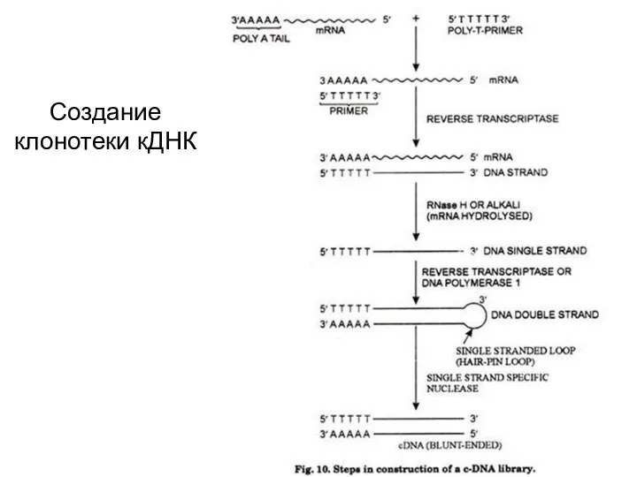 Создание клонотеки кДНК