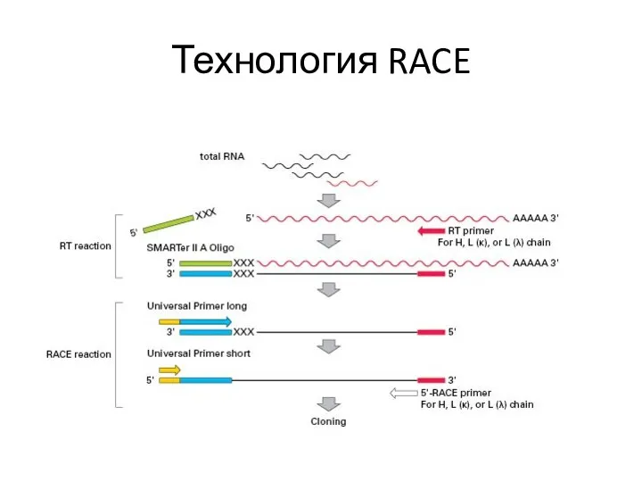 Технология RACE