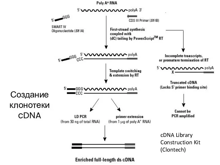 Создание клонотеки cDNA cDNA Library Construction Kit (Clontech)
