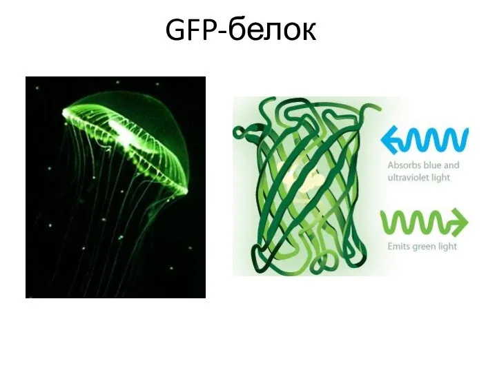 GFP-белок