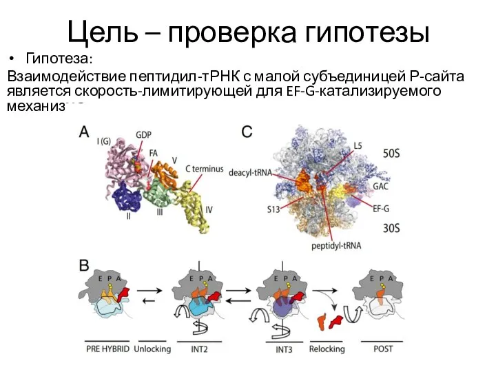 Цель – проверка гипотезы Гипотеза: Взаимодействие пептидил-тРНК с малой субъединицей Р-сайта является скорость-лимитирующей для EF-G-катализируемого механизма.