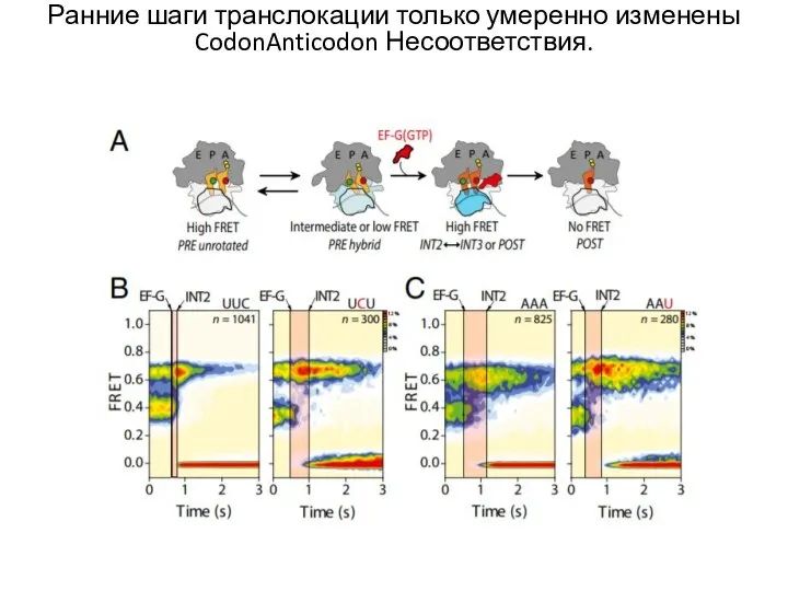 Ранние шаги транслокации только умеренно изменены CodonAnticodon Несоответствия.