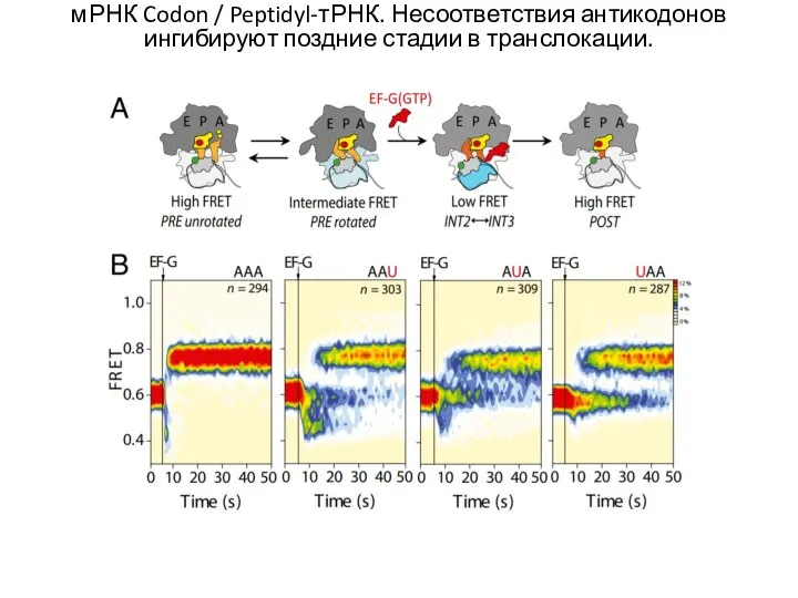 мРНК Codon / Peptidyl-тРНК. Несоответствия антикодонов ингибируют поздние стадии в транслокации.