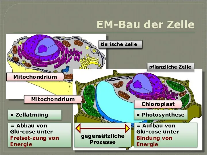EM-Bau der Zelle Mitochondrium Chloroplast • Photosynthese • Zellatmung Mitochondrium tierische Zelle