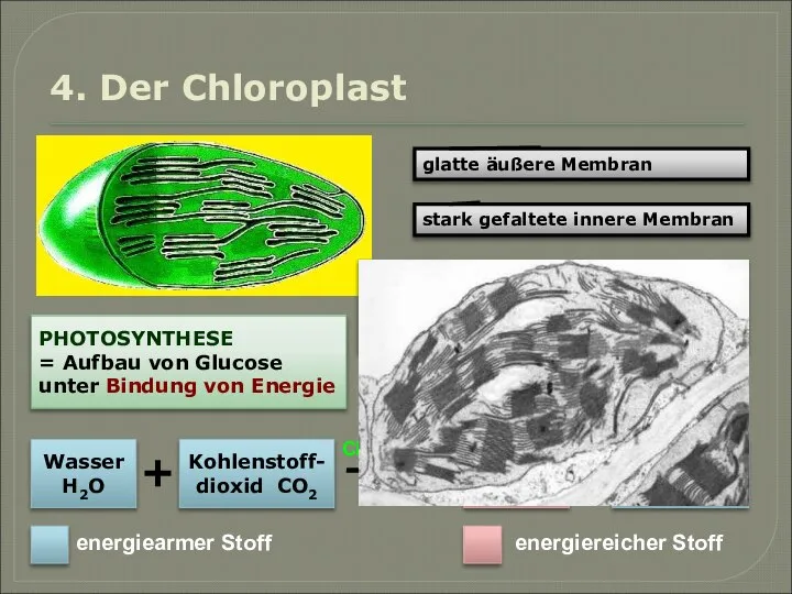 4. Der Chloroplast glatte äußere Membran stark gefaltete innere Membran In die