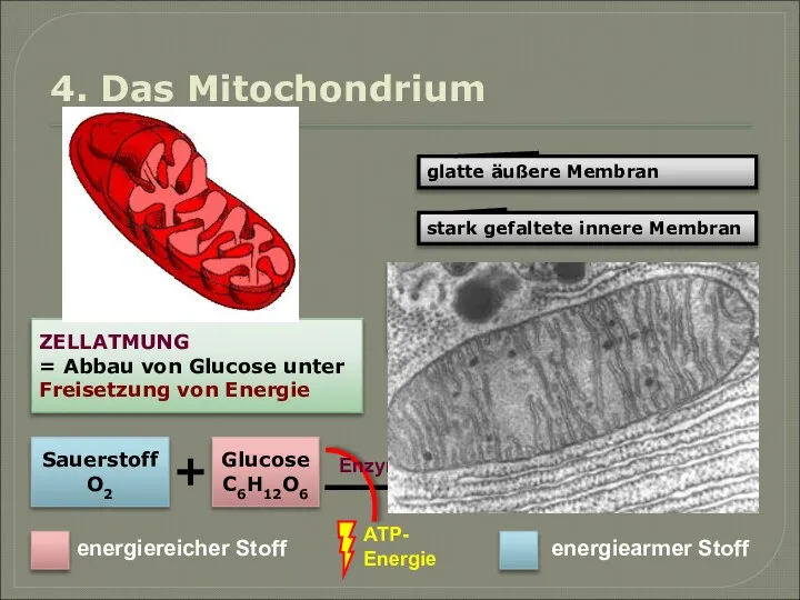 4. Das Mitochondrium glatte äußere Membran In die innere Membran sind Enzyme