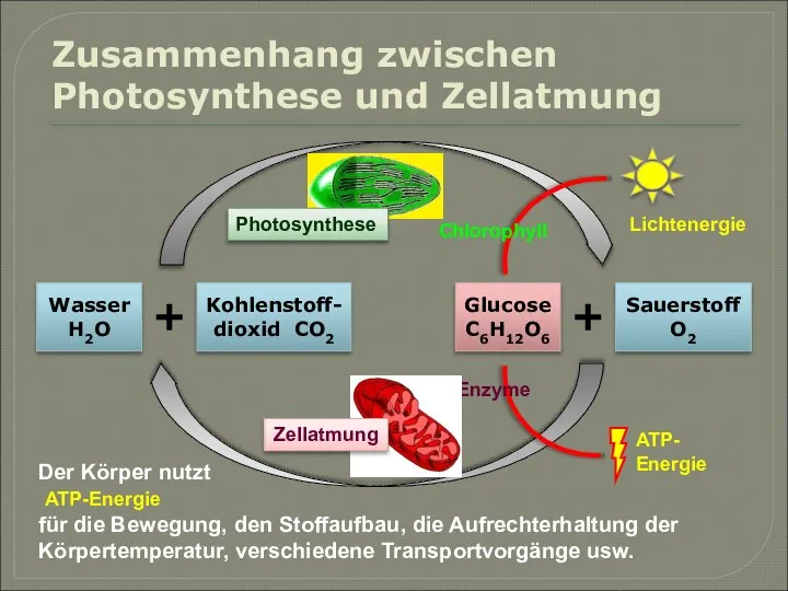 Zusammenhang zwischen Photosynthese und Zellatmung Wasser H2O Kohlenstoff-dioxid CO2 Glucose C6H12O6 Sauerstoff