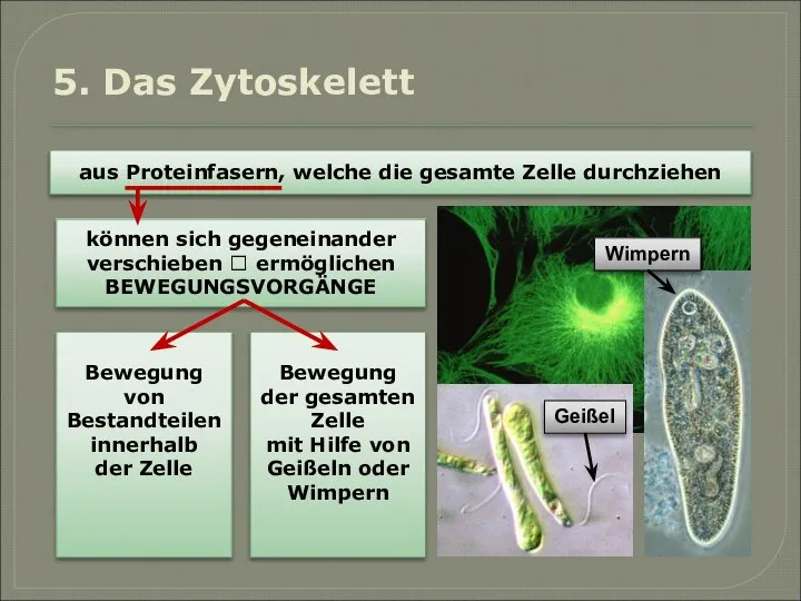 5. Das Zytoskelett aus Proteinfasern, welche die gesamte Zelle durchziehen können sich