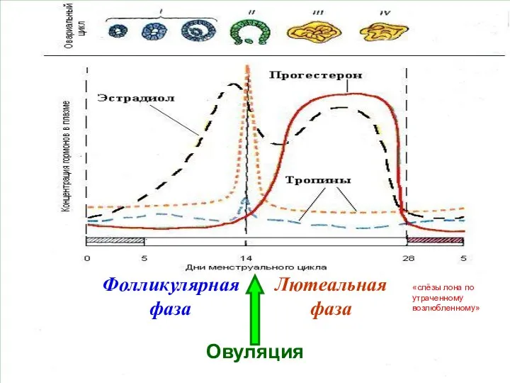 Фолликулярная фаза Лютеальная фаза Овуляция «слёзы лона по утраченному возлюбленному»