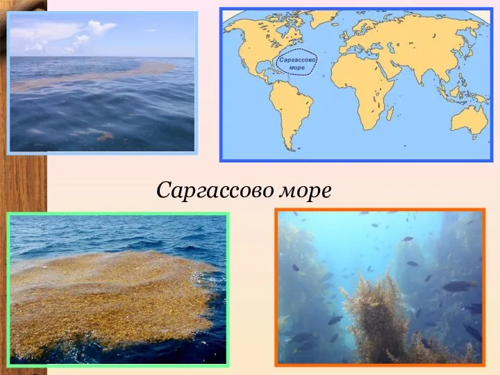 Саргассово море