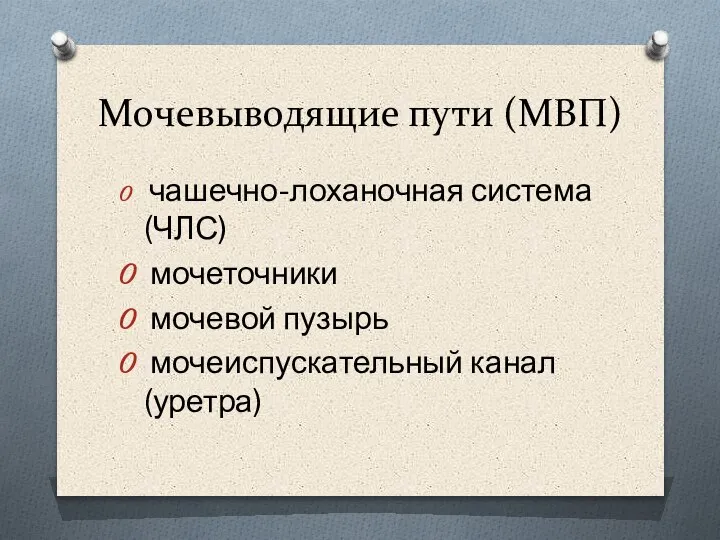 Мочевыводящие пути (МВП) чашечно-лоханочная система (ЧЛС) мочеточники мочевой пузырь мочеиспускательный канал (уретра)