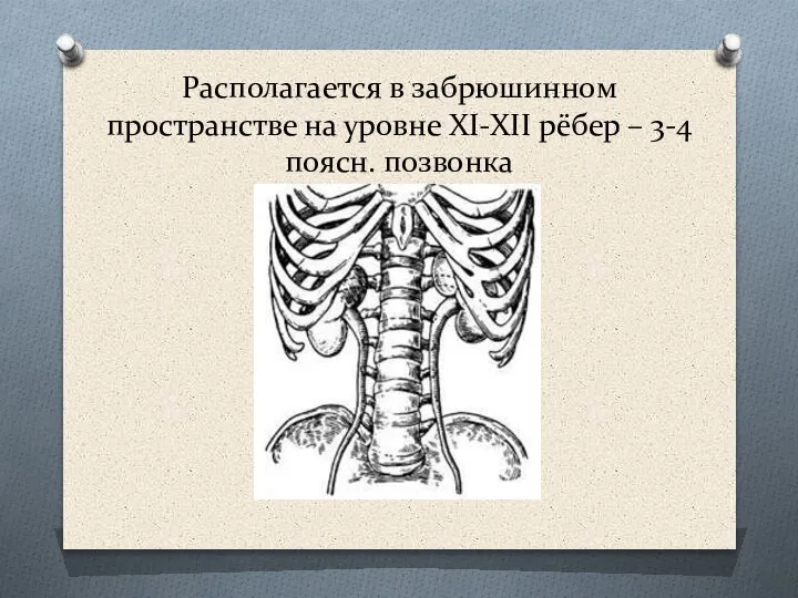 Располагается в забрюшинном пространстве на уровне XI-XII рёбер – 3-4 поясн. позвонка