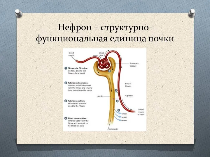 Нефрон – структурно-функциональная единица почки