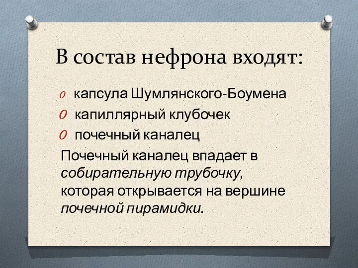 В состав нефрона входят: капсула Шумлянского-Боумена капиллярный клубочек почечный каналец Почечный каналец