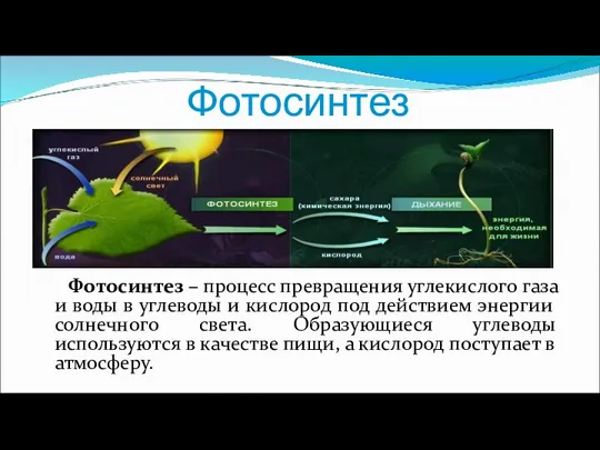 Фотосинтез Фотосинтез – процесс превращения углекислого газа и воды в углеводы и