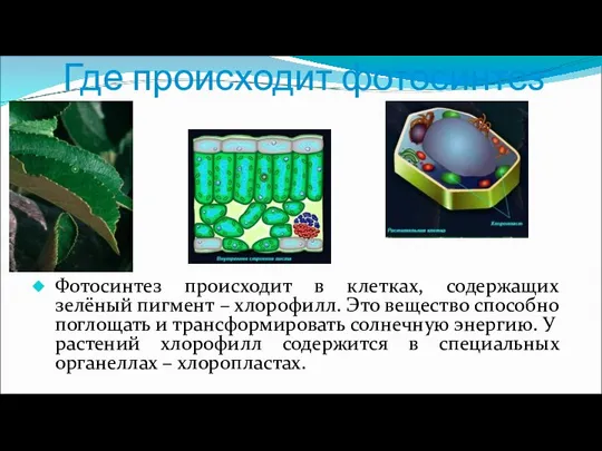 Где происходит фотосинтез Фотосинтез происходит в клетках, содержащих зелёный пигмент – хлорофилл.