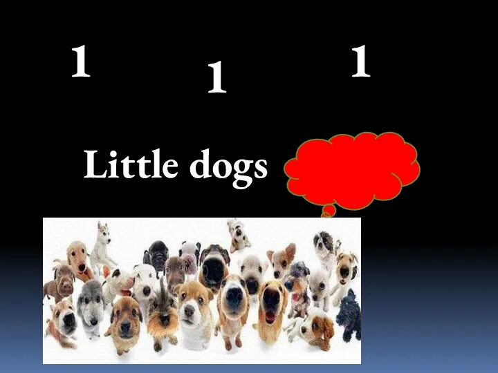 Little dogs run 1 1 1