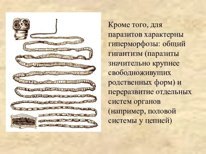 Кроме того, для паразитов характерны гиперморфозы: общий гигантизм (паразиты значительно крупнее свободноживущих