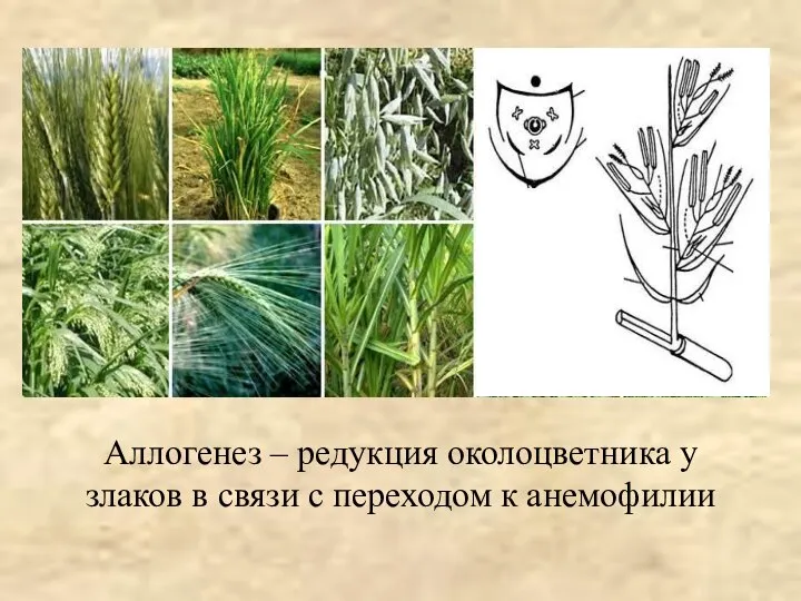 Аллогенез – редукция околоцветника у злаков в связи с переходом к анемофилии