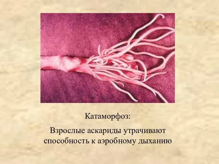 Катаморфоз: Взрослые аскариды утрачивают способность к аэробному дыханию