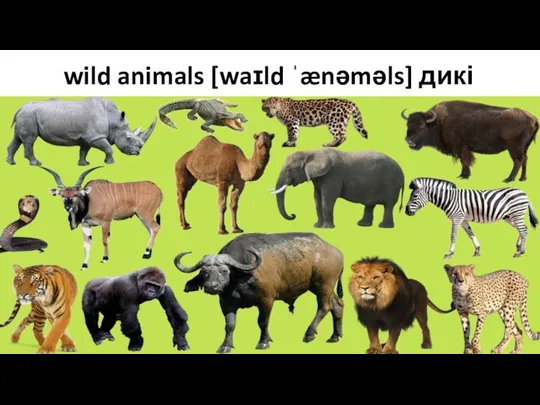 wild animals [waɪld ˈænəməls] дикі тварини