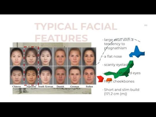 TYPICAL FACIAL FEATURES 02