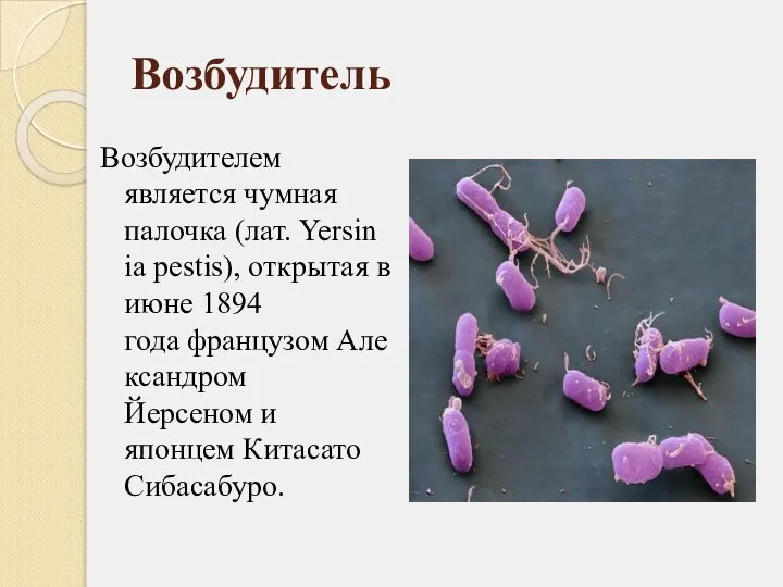 Возбудитель Возбудителем является чумная палочка (лат. Yersinia pestis), открытая в июне 1894